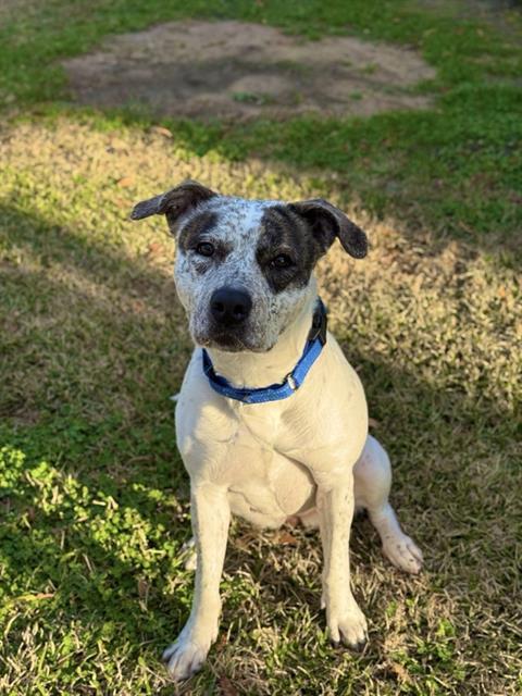 KENDRA, Adoptable, Young Female Pit Bull Terrier.