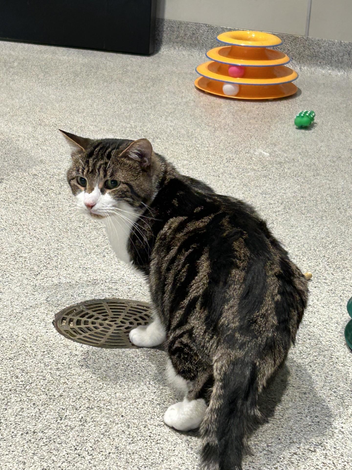 Ben, a Adoptable Domestic Short Hair in Hamilton, MT image 1/3