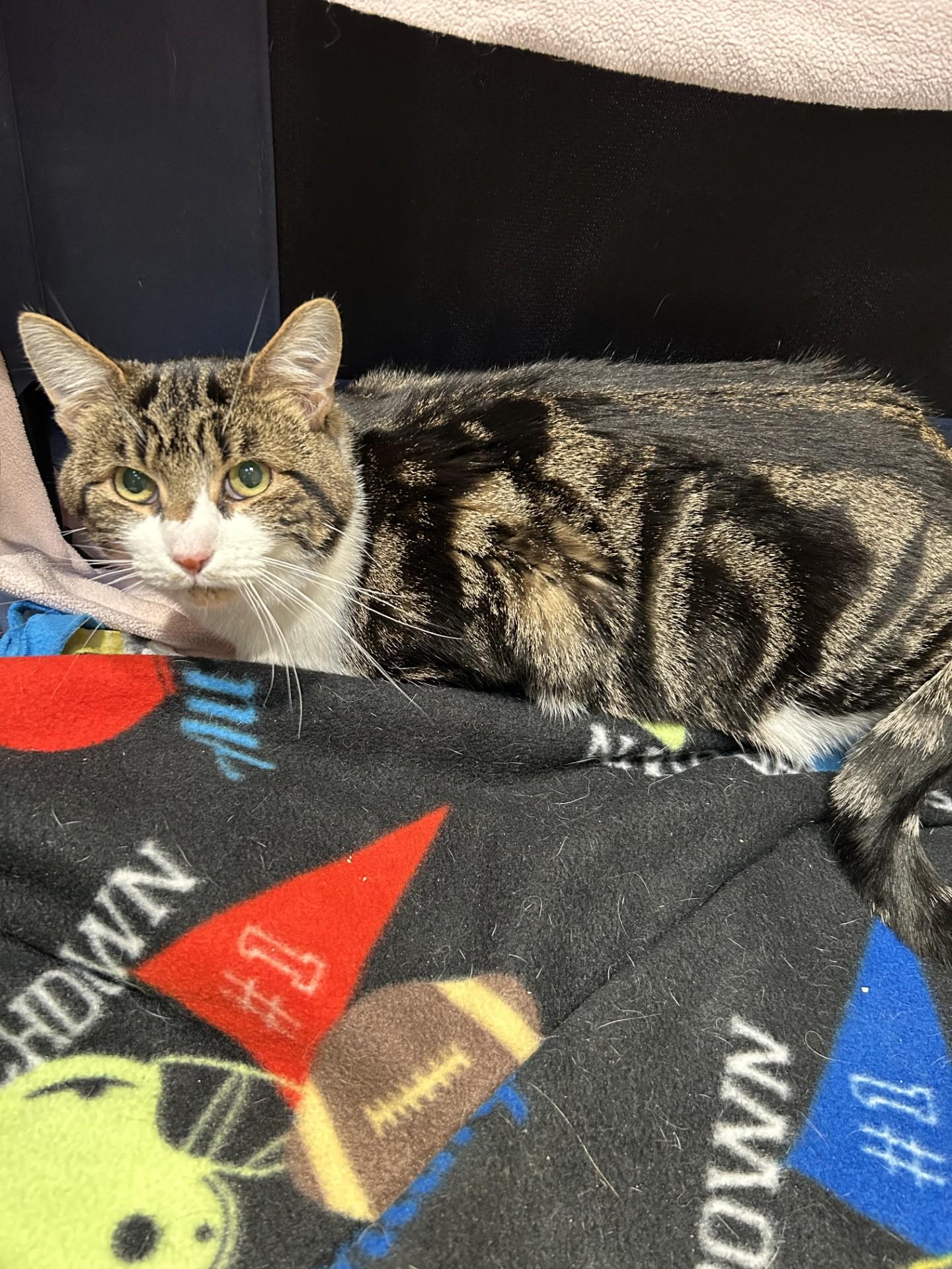 Ben, a Adoptable Domestic Short Hair in Hamilton, MT image 2/3