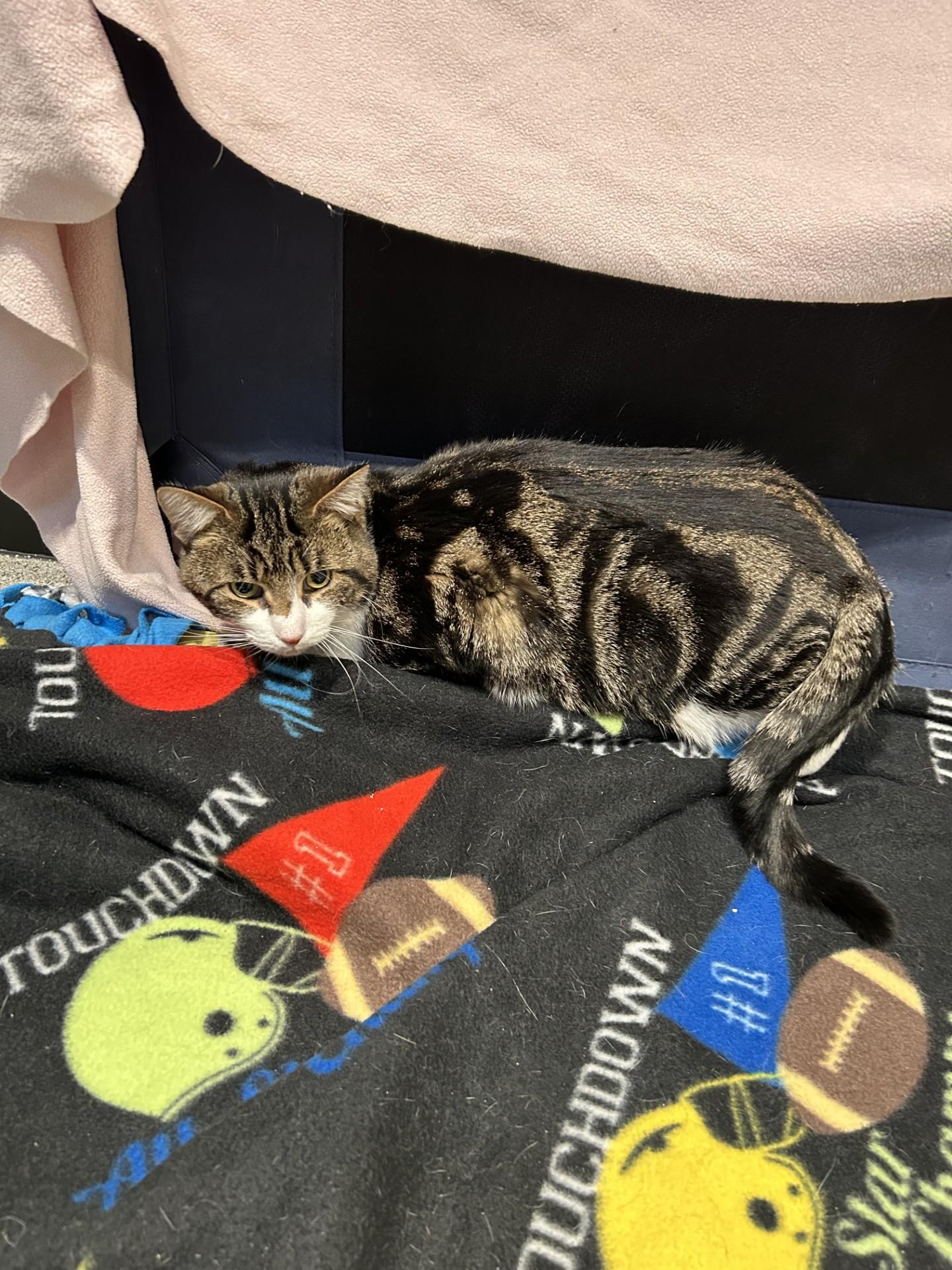 Ben, a Adoptable Domestic Short Hair in Hamilton, MT image 3/3