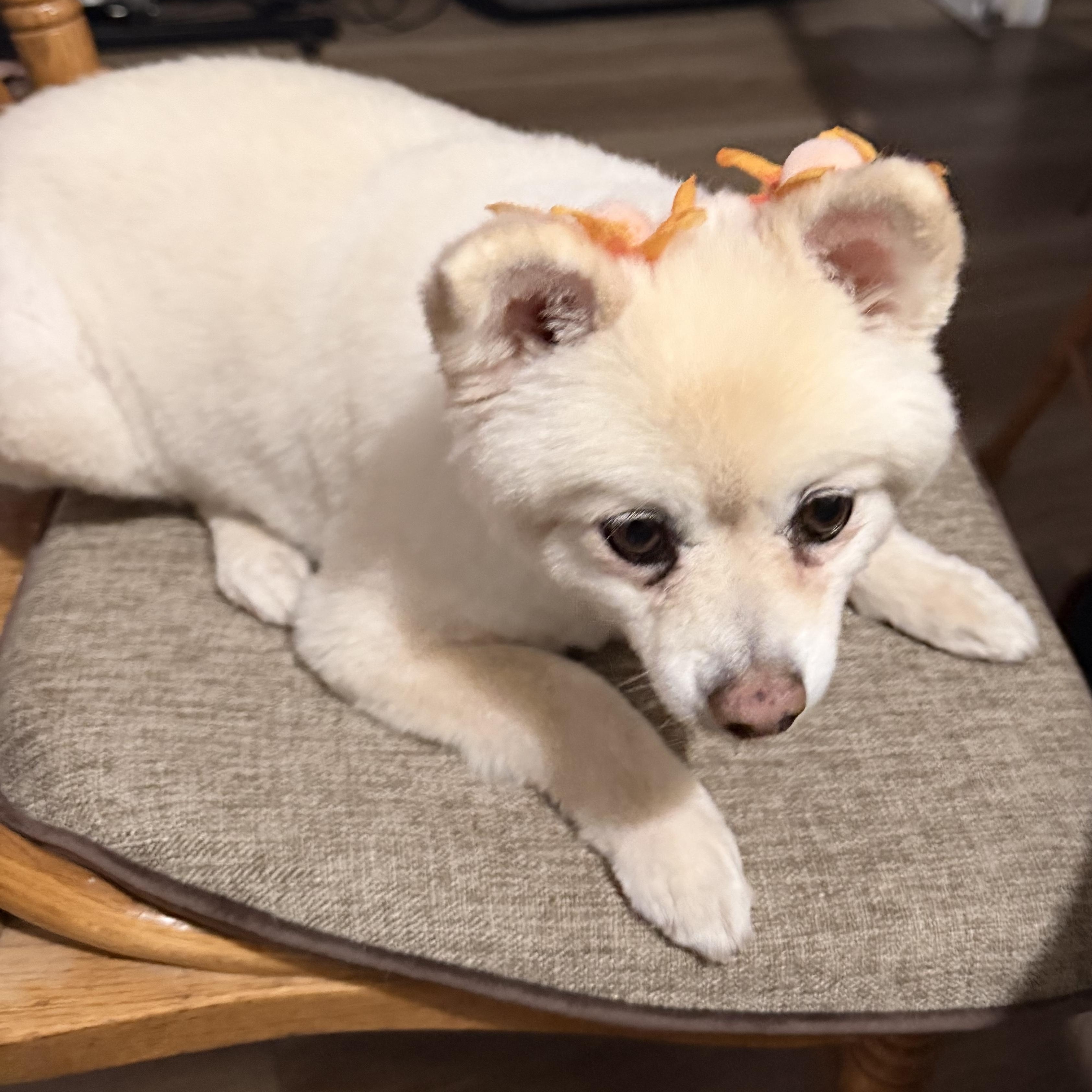 Enlarge JaeLoz, a Adoptable Pomeranian in Nipomo, CA image 5/6