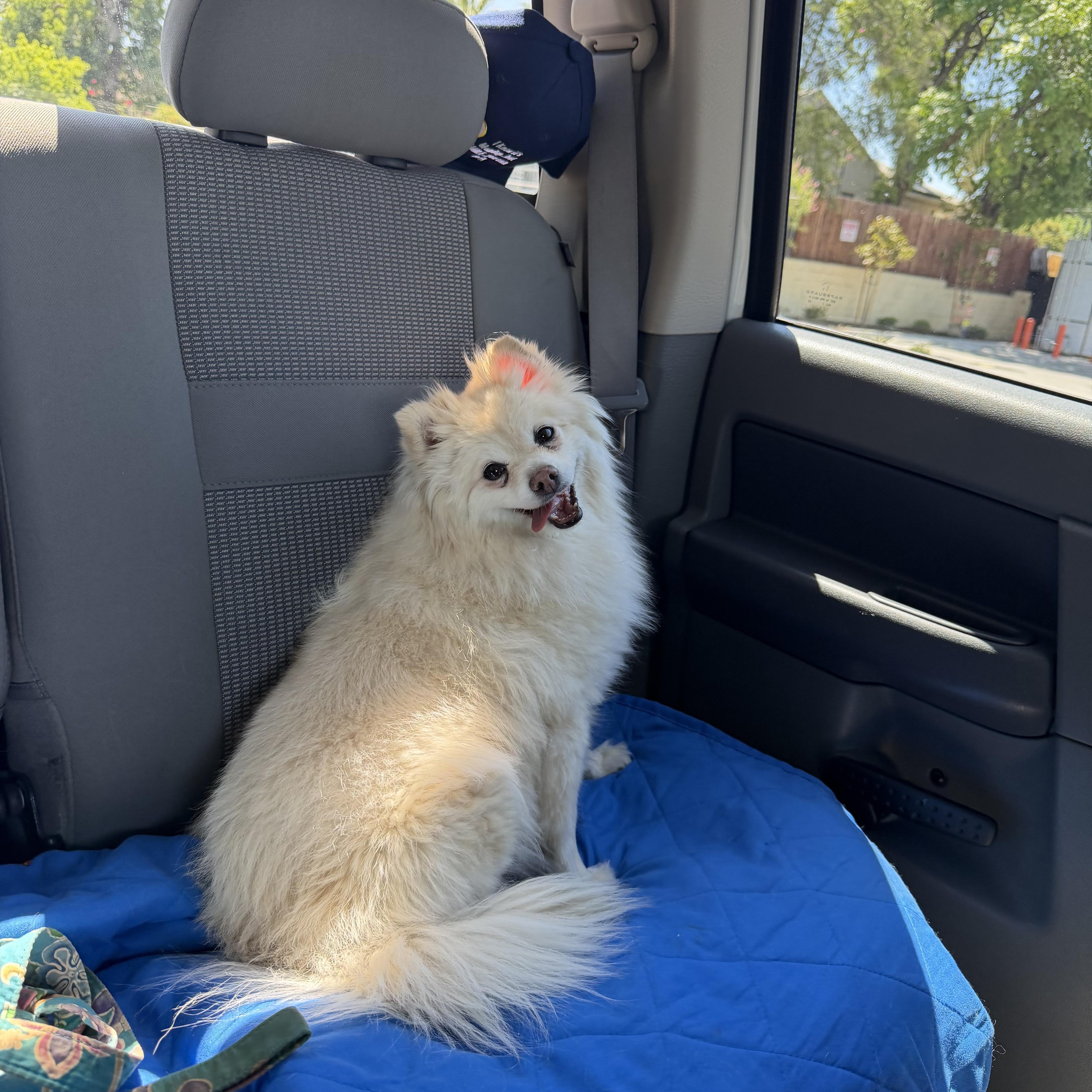 Enlarge JaeLoz, a Adoptable Pomeranian in Nipomo, CA image 3/6