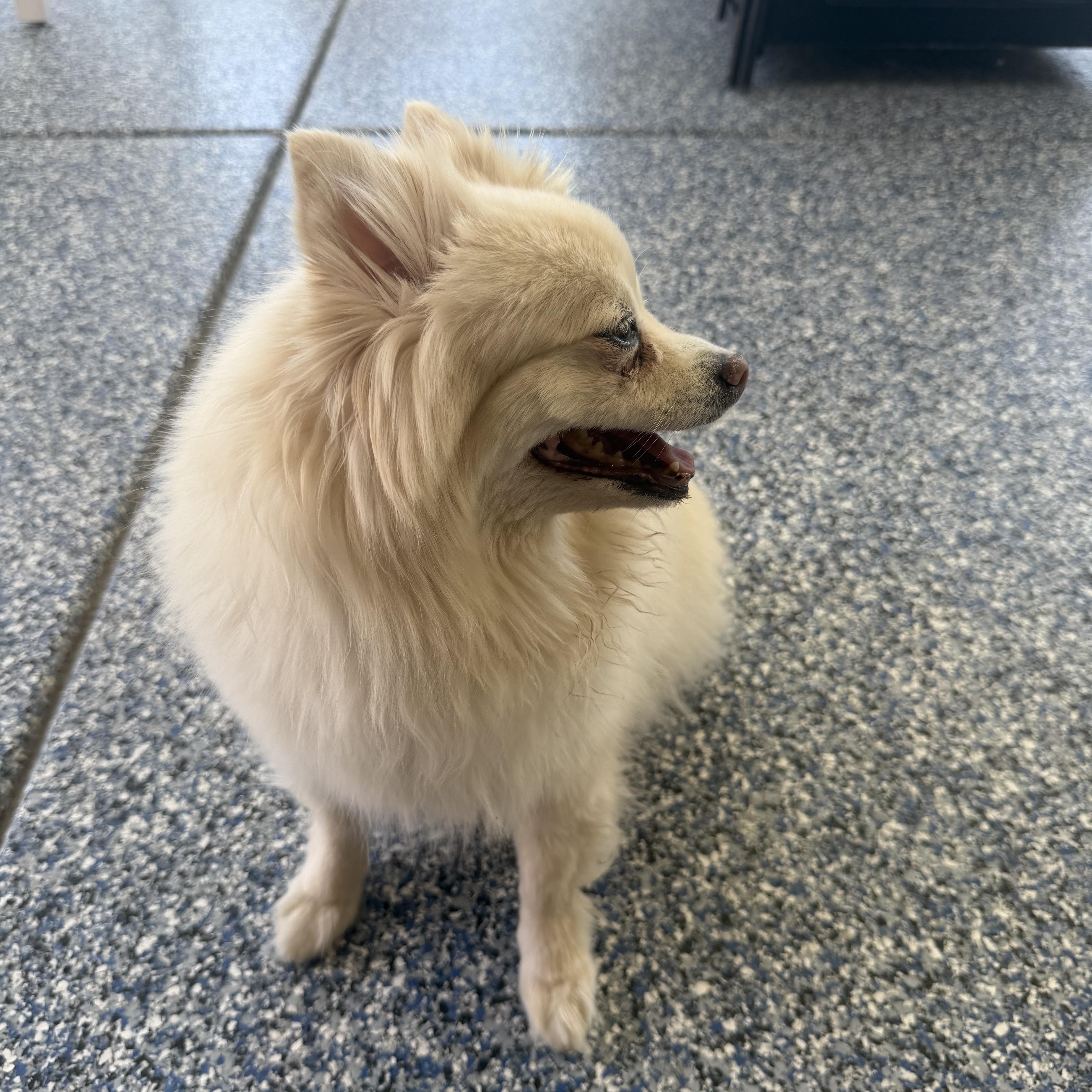 Enlarge JaeLoz, a Adoptable Pomeranian in Nipomo, CA image 2/6