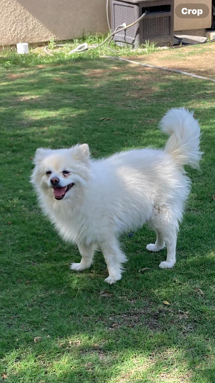 Enlarge JaeLoz, a Adoptable Pomeranian in Nipomo, CA image 6/6