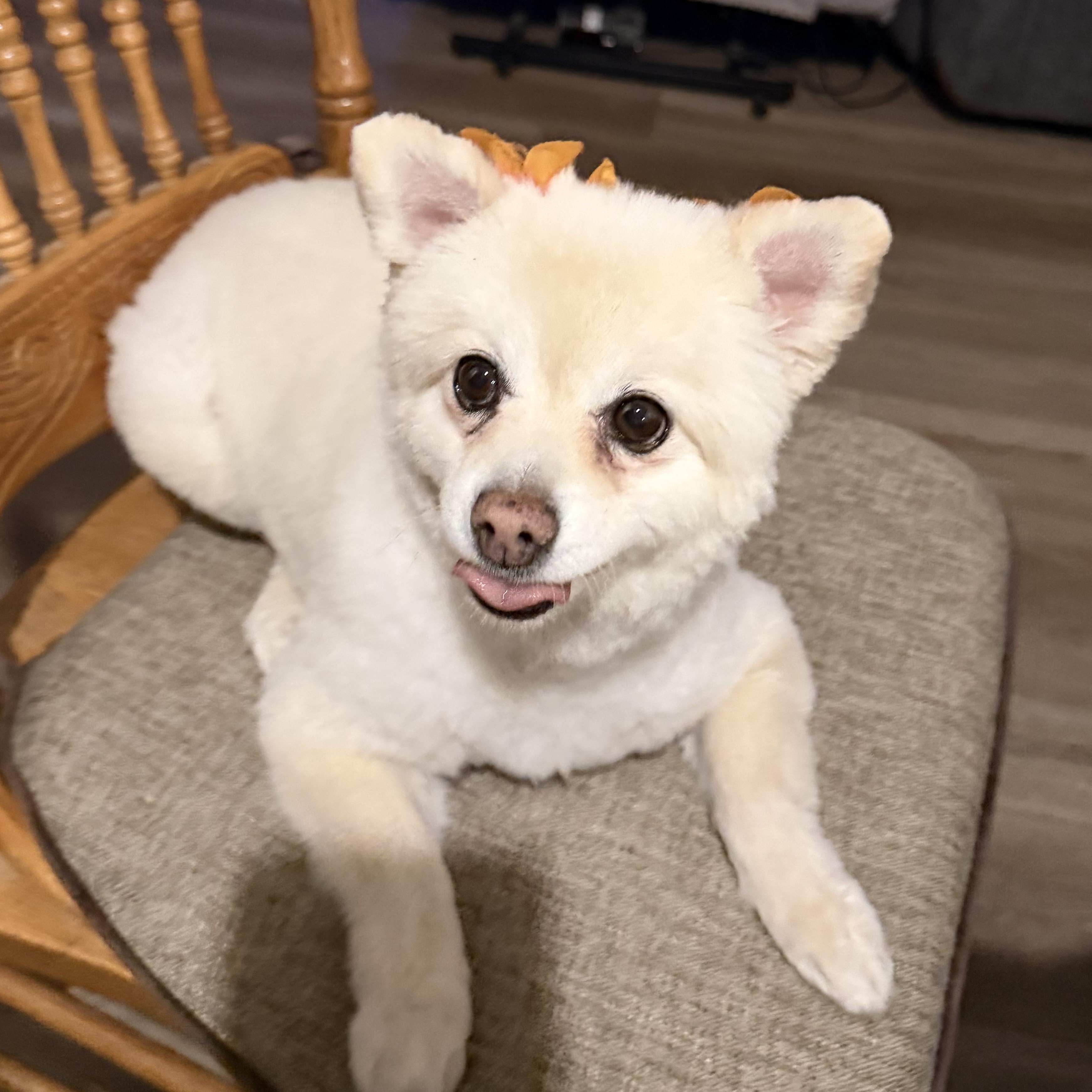 Enlarge JaeLoz, a Adoptable Pomeranian in Nipomo, CA image 1/6