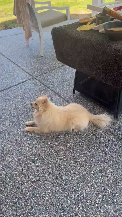 Enlarge JaeLoz, a Adoptable Pomeranian in Nipomo, CA video 4/6