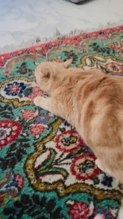 Enlarge Sophia, the Sweet Green Eyed Beauty, a Adoptable Domestic Short Hair in Somerset, NJ video 6/6