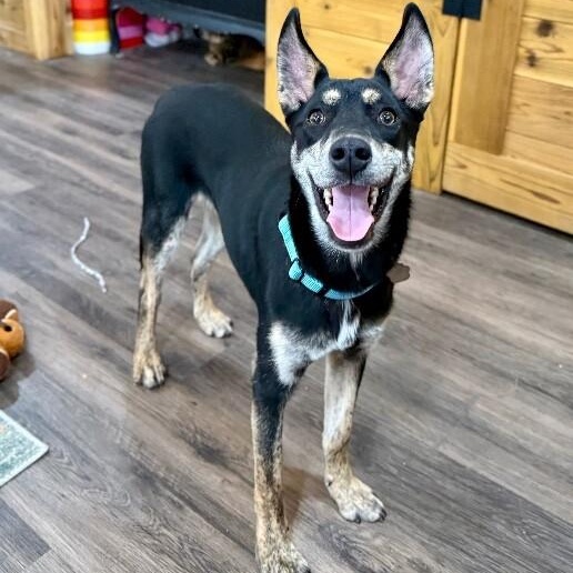 Braeburn Apple — thumbnail 3