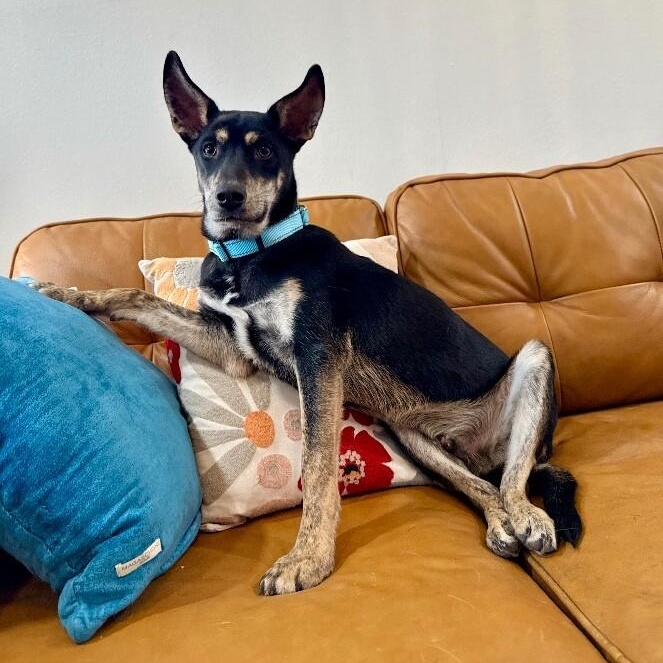 Braeburn Apple — thumbnail 5