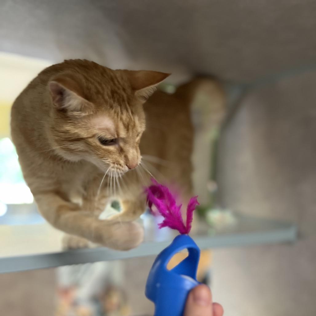Sunshine, Adoptable, Senior Female Domestic Short Hair.