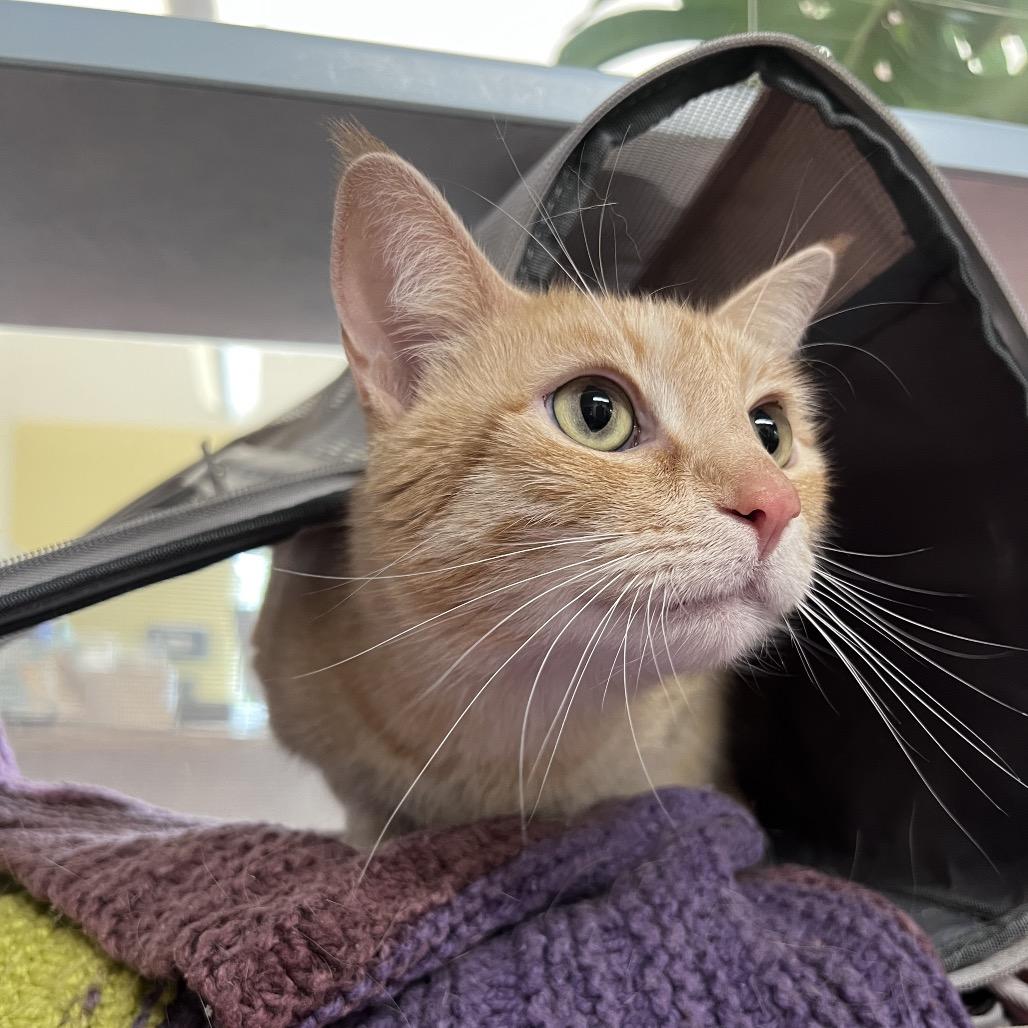 Sunshine, Adoptable, Senior Female Domestic Short Hair.