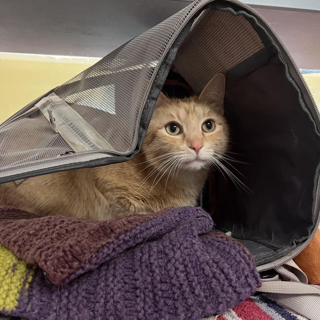 Enlarge Sunshine, a Adoptable Domestic Short Hair in Glenwood Springs, CO image 2/4