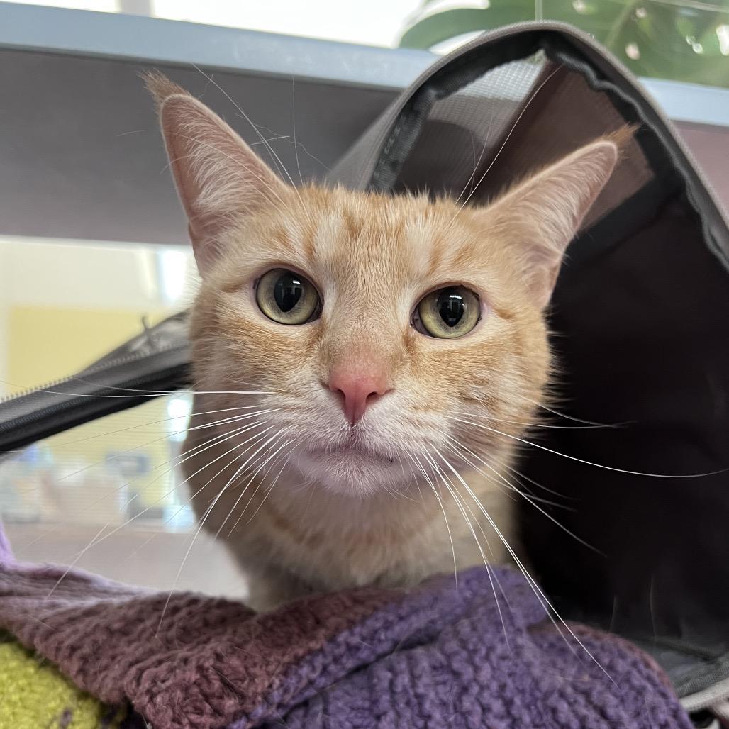 Enlarge Sunshine, a Adoptable Domestic Short Hair in Glenwood Springs, CO image 3/4
