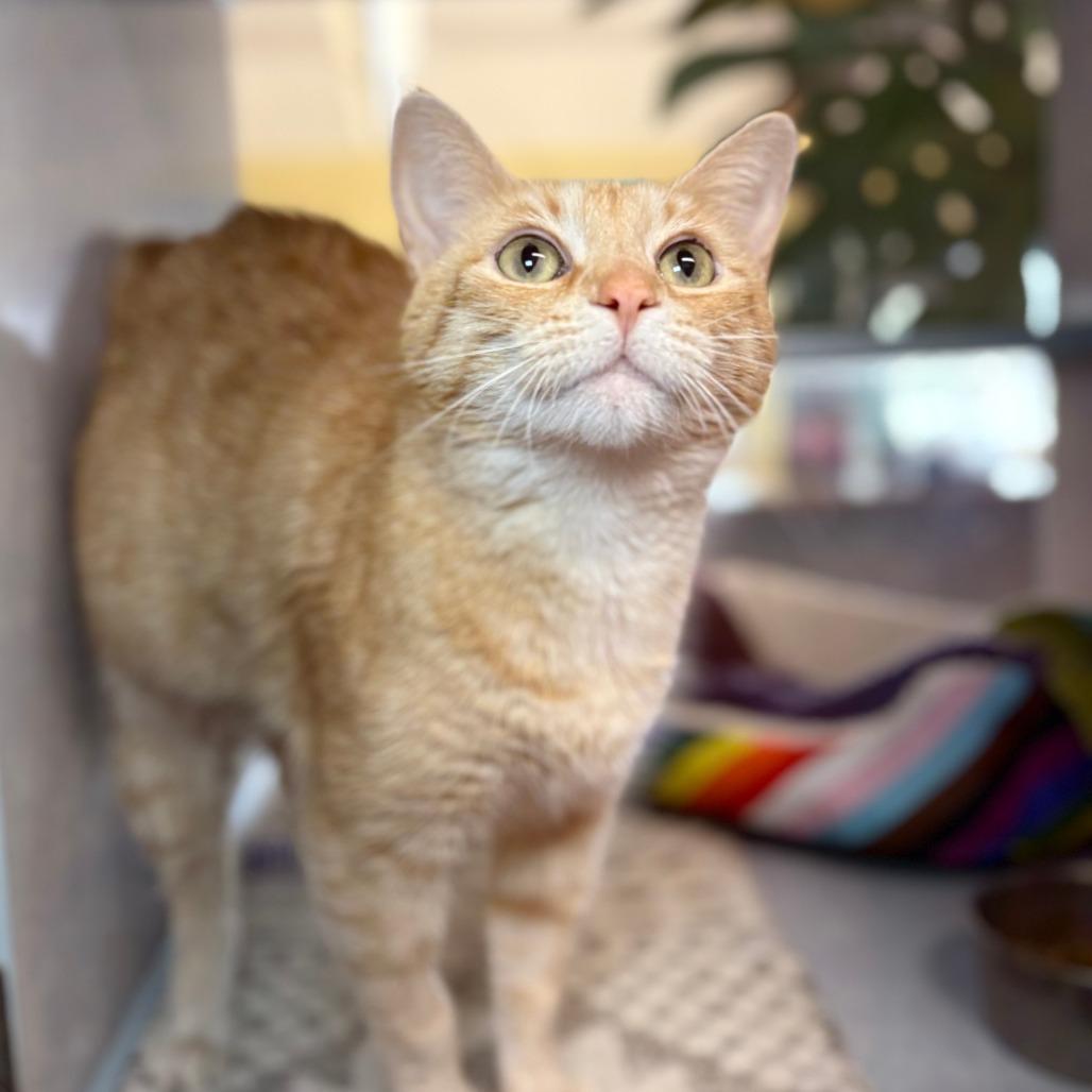 Sunshine, a Adoptable Domestic Short Hair in Glenwood Springs, CO image 2/4