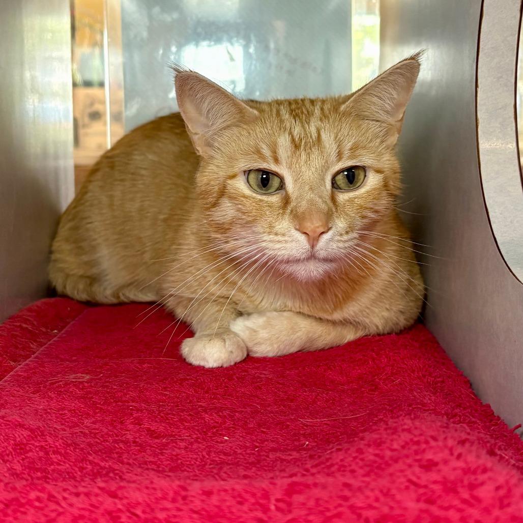 Sunshine, a Adoptable Domestic Short Hair in Glenwood Springs, CO image 3/4