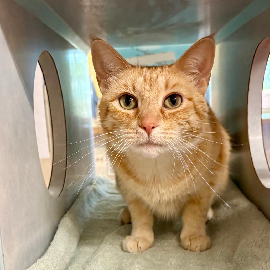 Enlarge Sunshine, a Adoptable Domestic Short Hair in Glenwood Springs, CO image 5/6