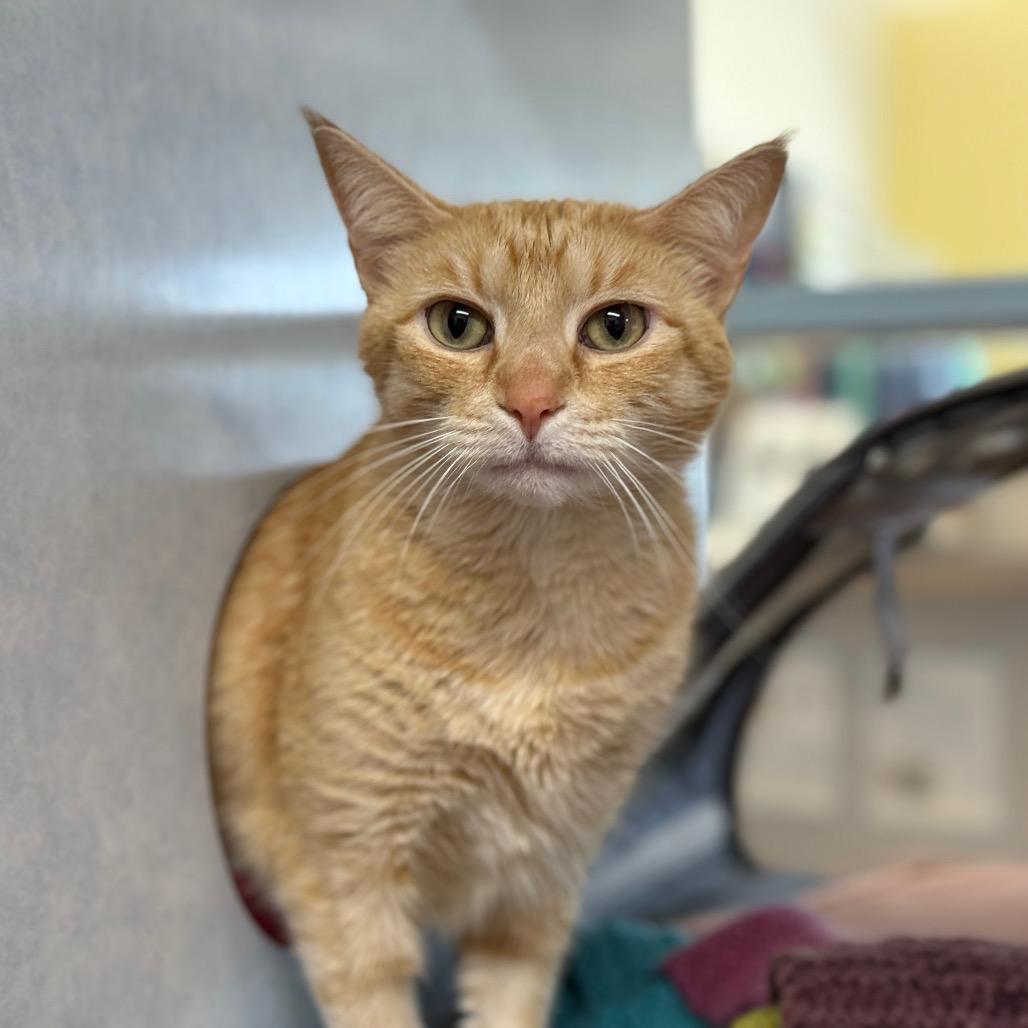 Sunshine, a Adoptable Domestic Short Hair in Glenwood Springs, CO image 4/4