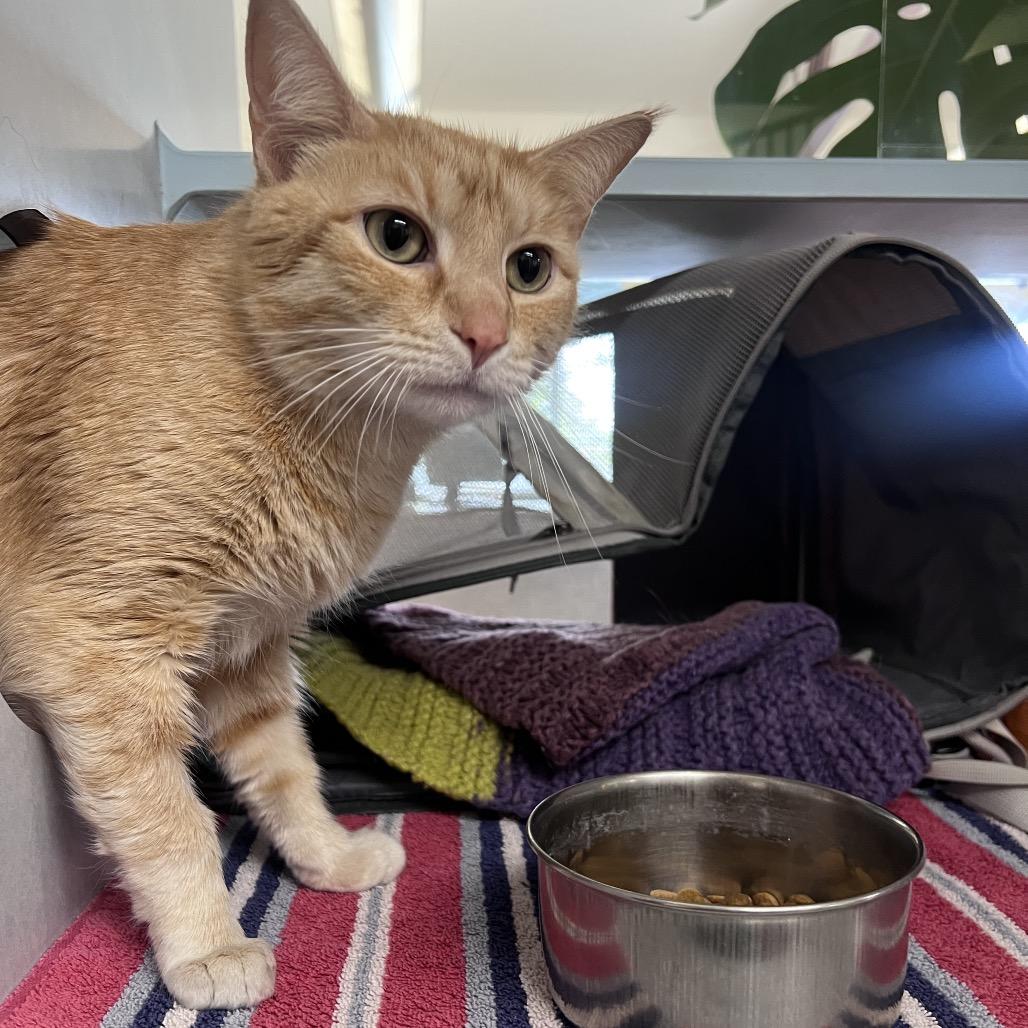 Enlarge Sunshine, a Adoptable Domestic Short Hair in Glenwood Springs, CO image 4/4