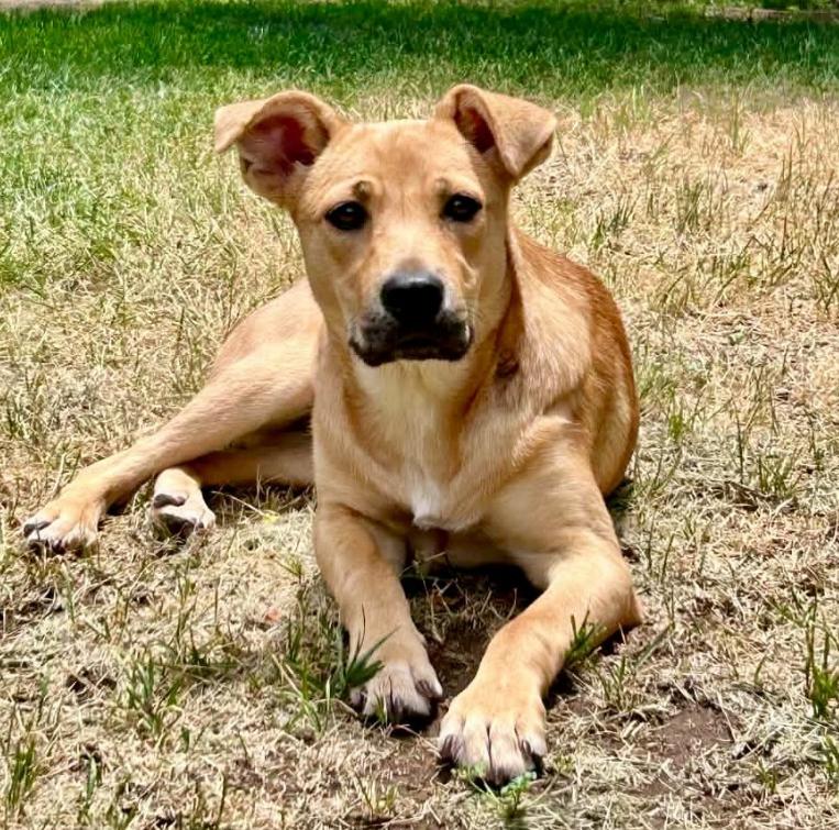 Mocha, an adopted mixed breed in Mead, CO image 1/2