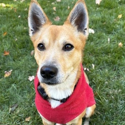 Rex - Local Guy, Adoptable, Young Male Feist.