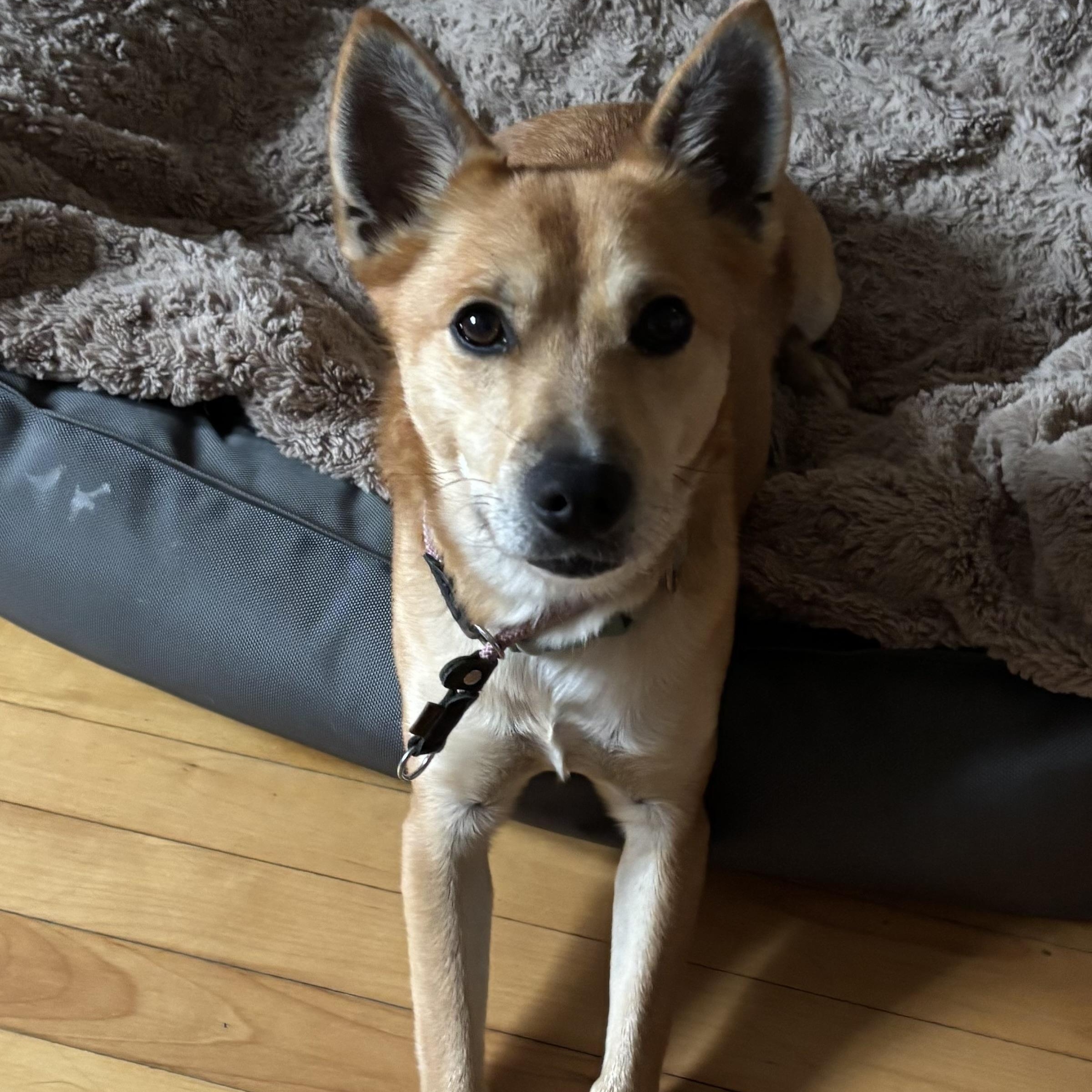 Enlarge Rex - Local Guy, a Adoptable mixed breed in Andover, MA image 1/5