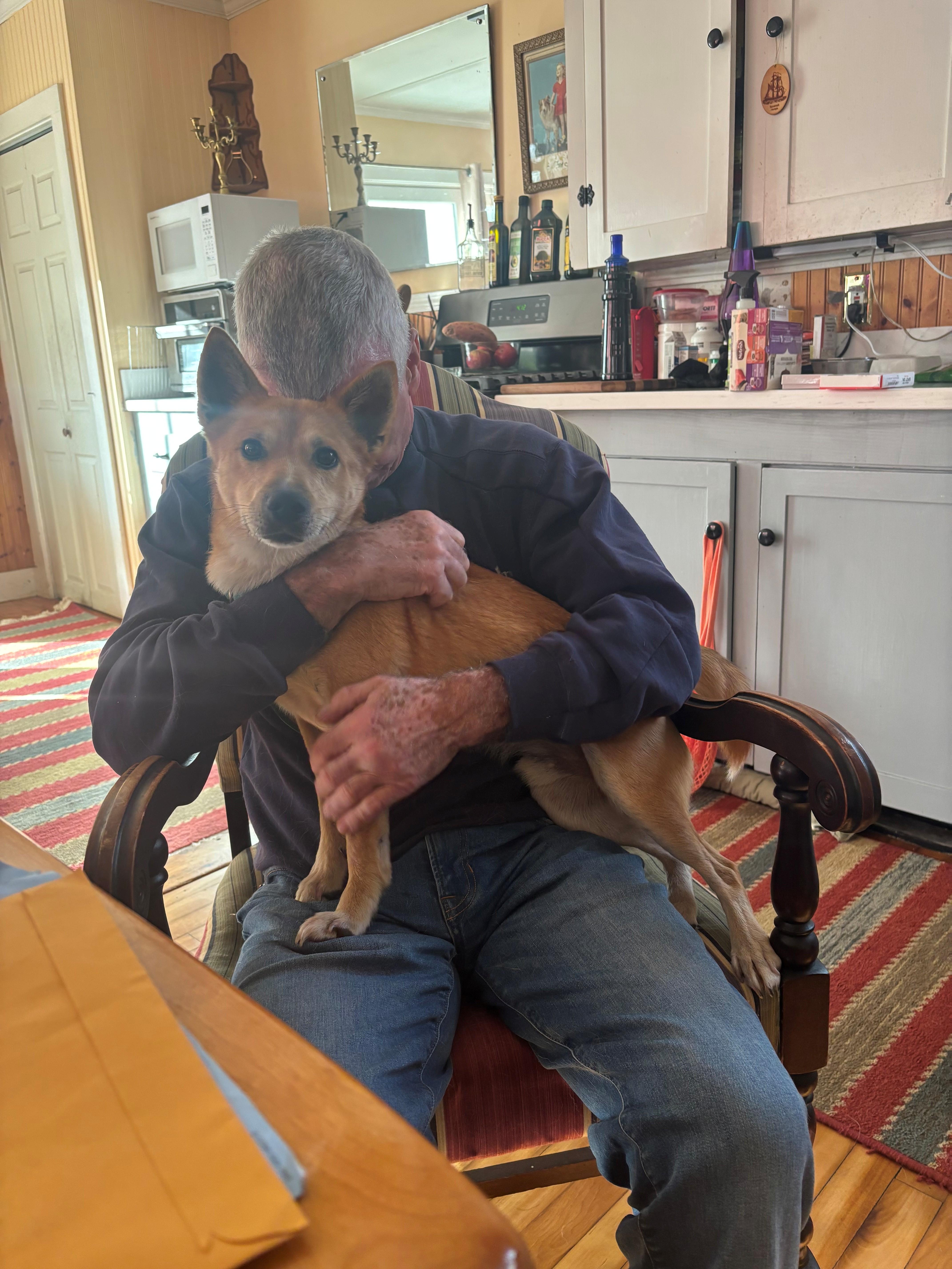 Enlarge Rex - Local Guy, a Adoptable mixed breed in Andover, MA image 5/5