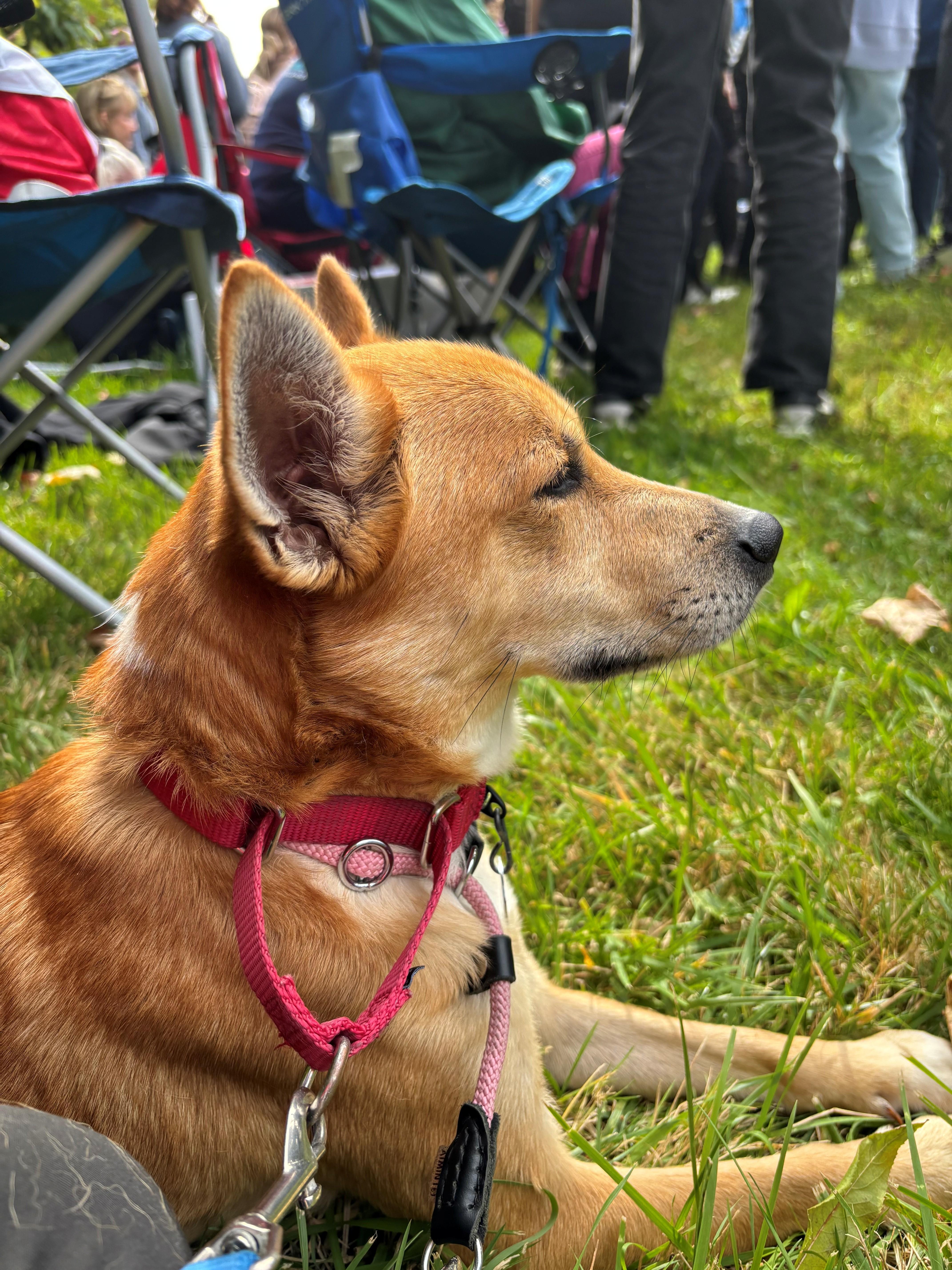 Enlarge Rex - Local Guy, a Adoptable mixed breed in Andover, MA image 2/5