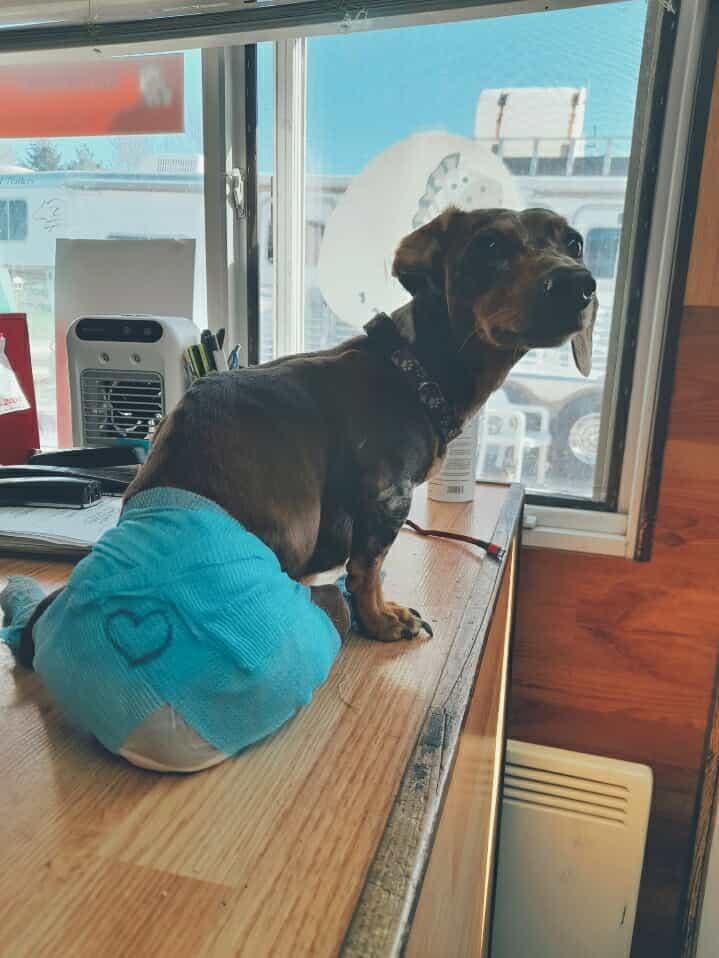 Enlarge Limette, COURTESY POSTING, a Adopted Dachshund in Mississauga, ON image 4/6