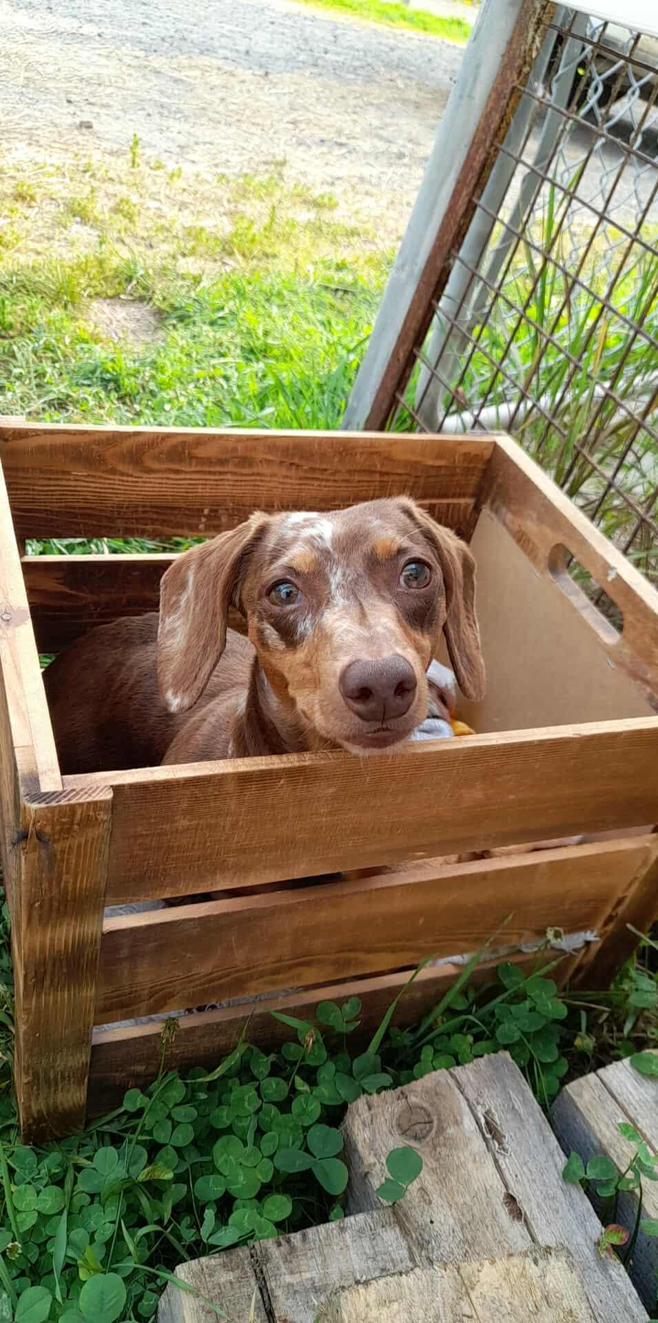 Enlarge Limette, COURTESY POSTING, a Adopted Dachshund in Mississauga, ON image 1/6