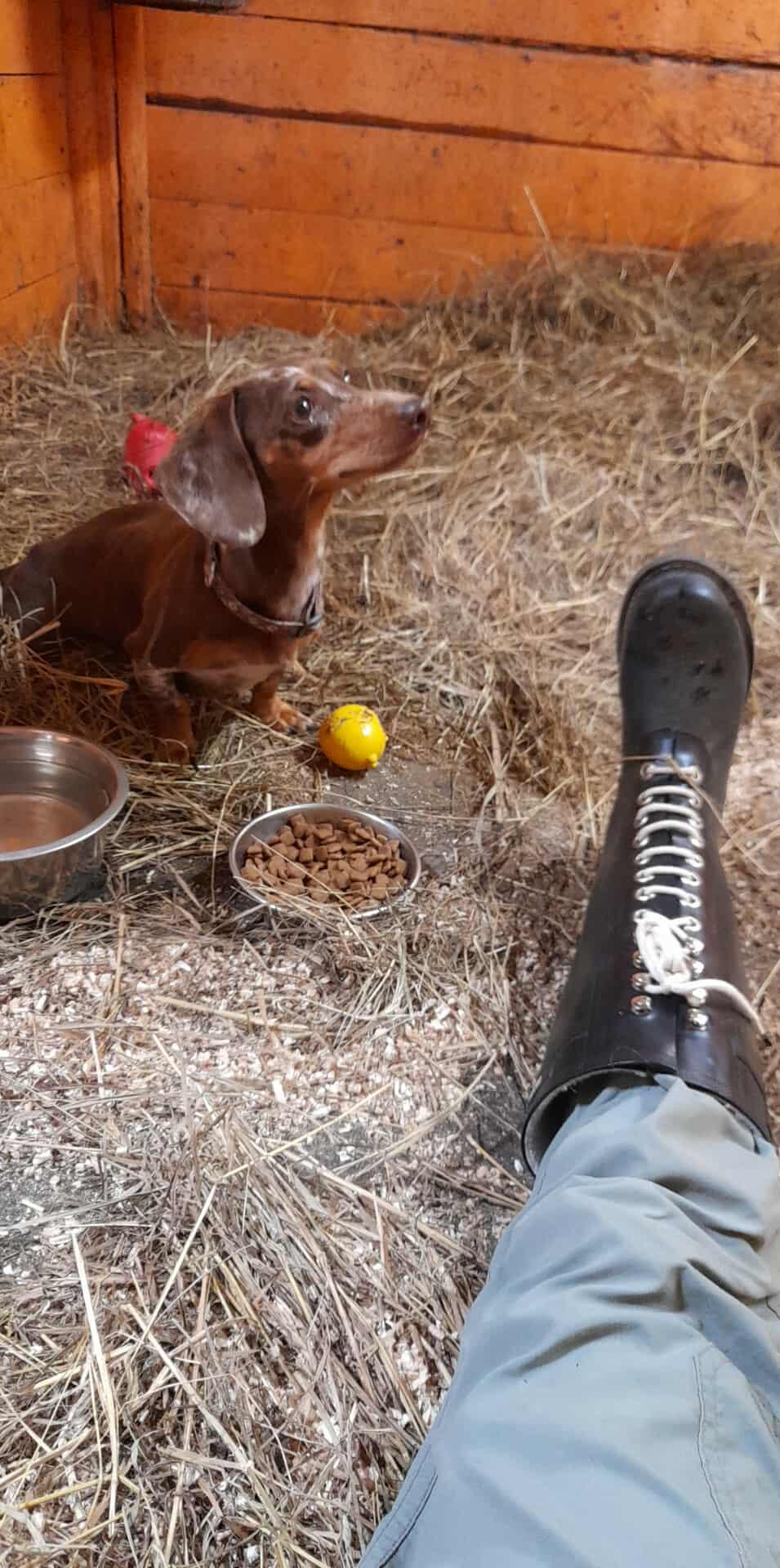 Enlarge Limette, COURTESY POSTING, a Adopted Dachshund in Mississauga, ON image 2/6