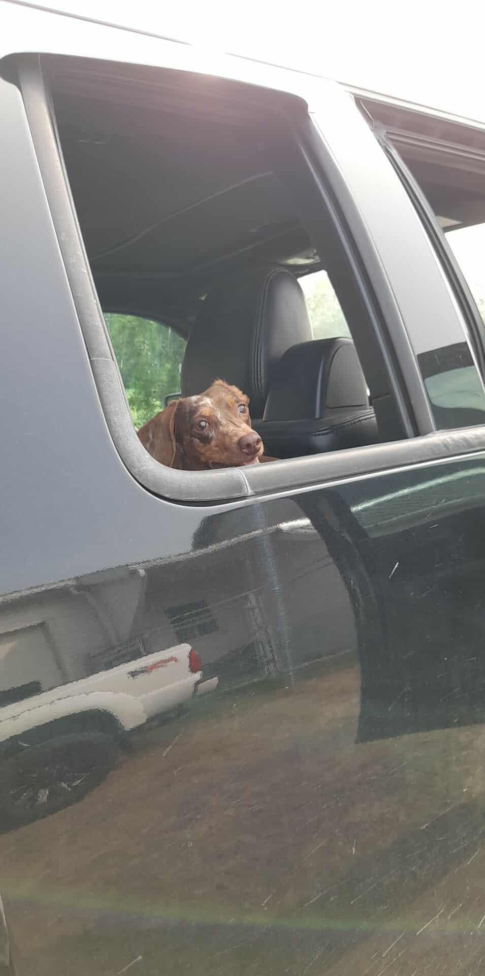 Enlarge Limette, COURTESY POSTING, a Adopted Dachshund in Mississauga, ON image 3/6