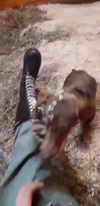 Enlarge Limette, COURTESY POSTING, a Adopted Dachshund in Mississauga, ON video 5/6