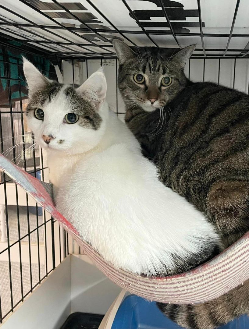 Patton & Palila- BONDED PAIR, Adoptable, Adult Male Domestic Short Hair.