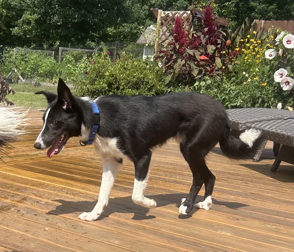 Enlarge SAM, a Adopted Border Collie in Holly Springs, NC image 3/6
