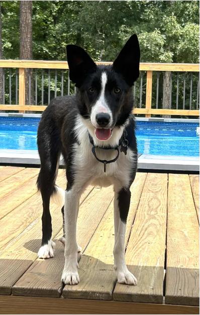 Enlarge SAM, a Adopted Border Collie in Holly Springs, NC image 1/6