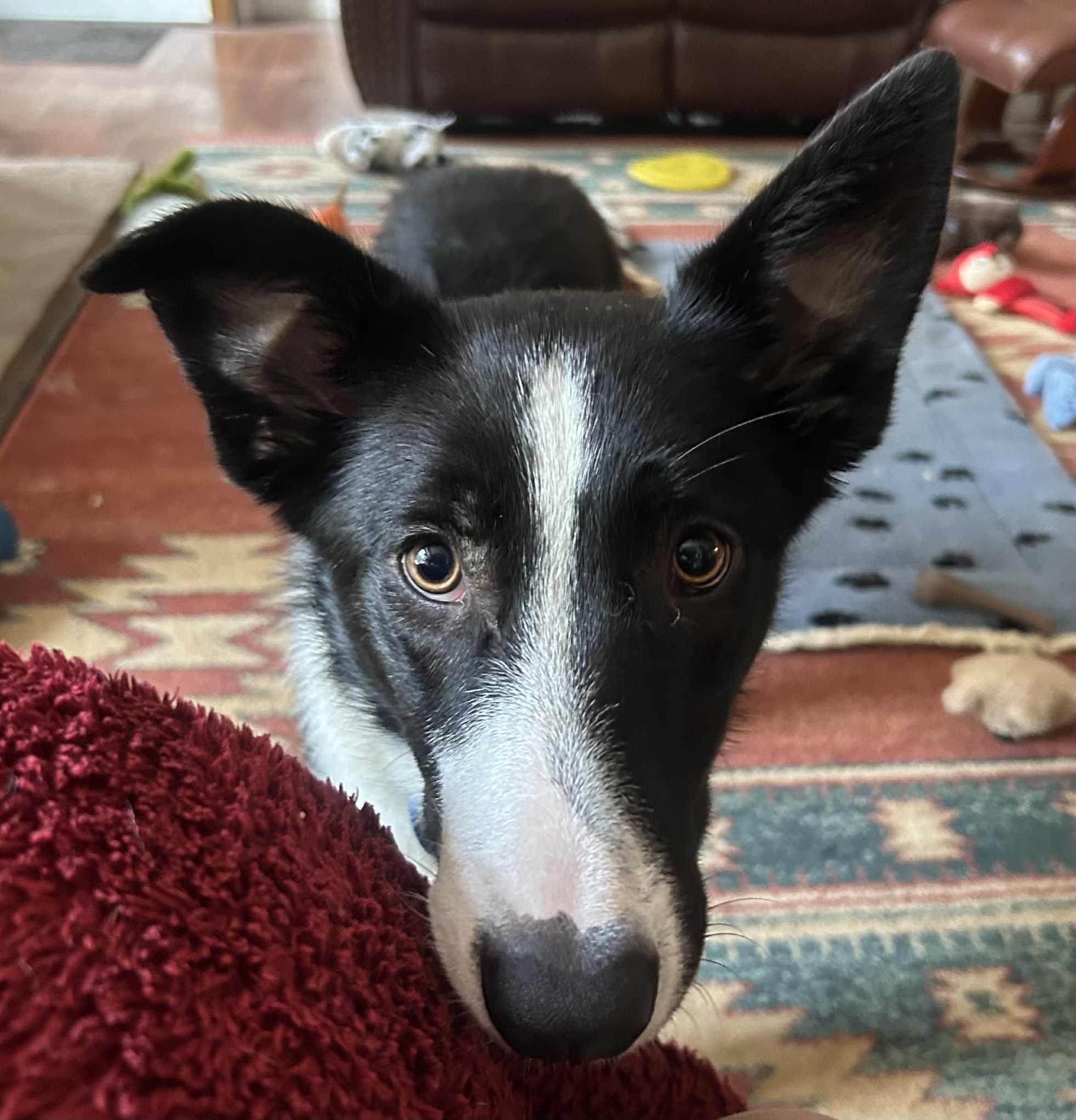 Enlarge SAM, a Adopted Border Collie in Holly Springs, NC image 2/6