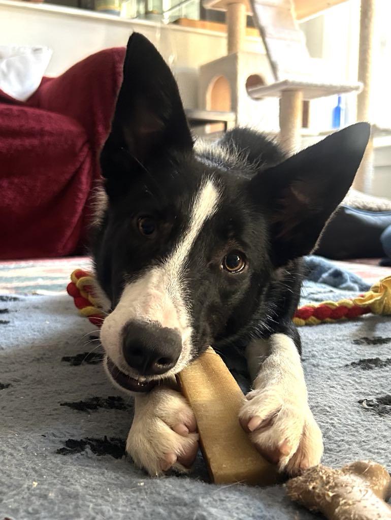 Enlarge SAM, a Adopted Border Collie in Holly Springs, NC image 4/6