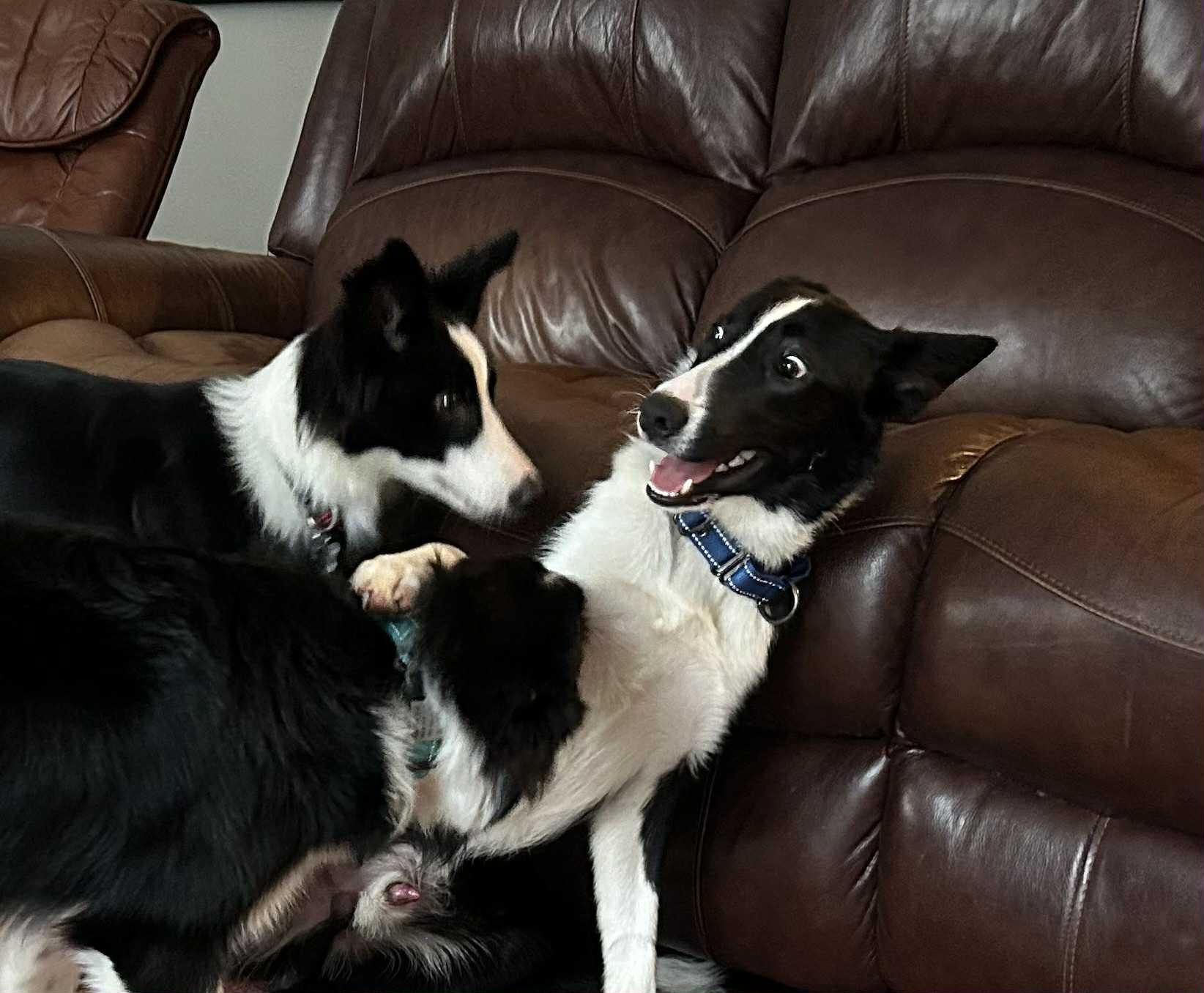 Enlarge SAM, a Adopted Border Collie in Holly Springs, NC image 5/6