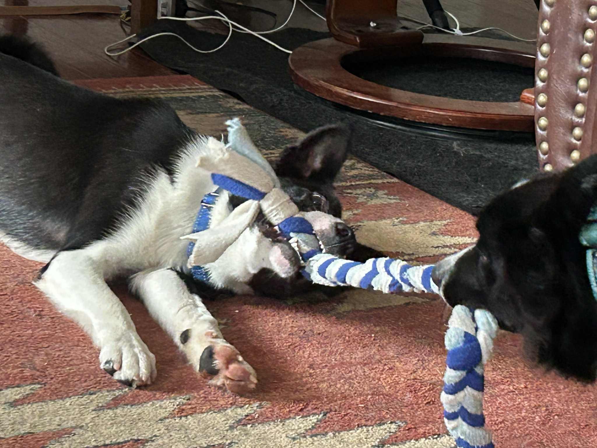 Enlarge SAM, a Adopted Border Collie in Holly Springs, NC image 6/6
