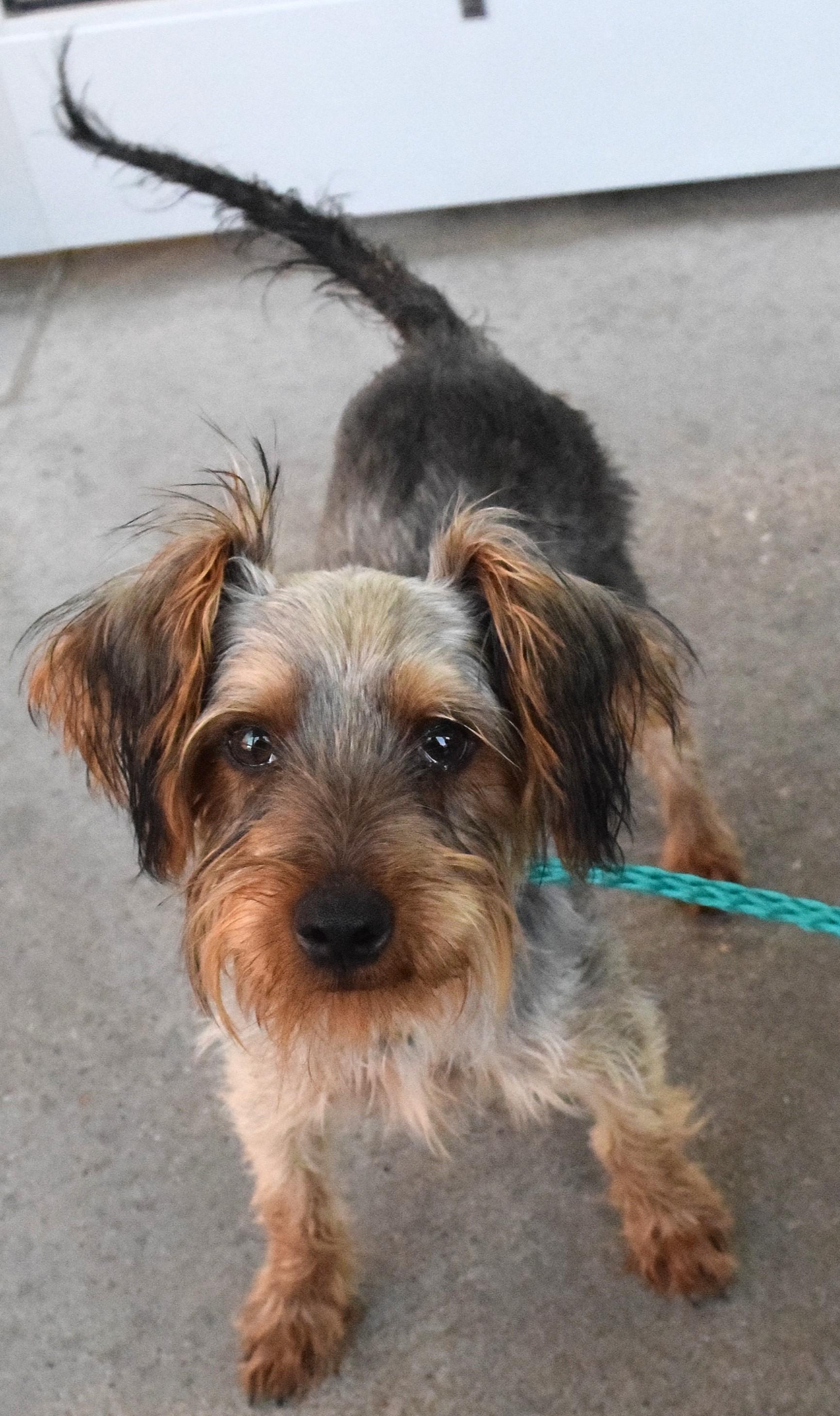 22492, adopted, Adult Male Yorkshire Terrier.