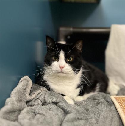 Chikita, a Adoptable mixed breed in Montreal, QC image 2/2