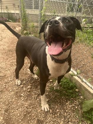 Cosmo, adopted, Adult Male American Staffordshire Terrier & Mixed Breed.