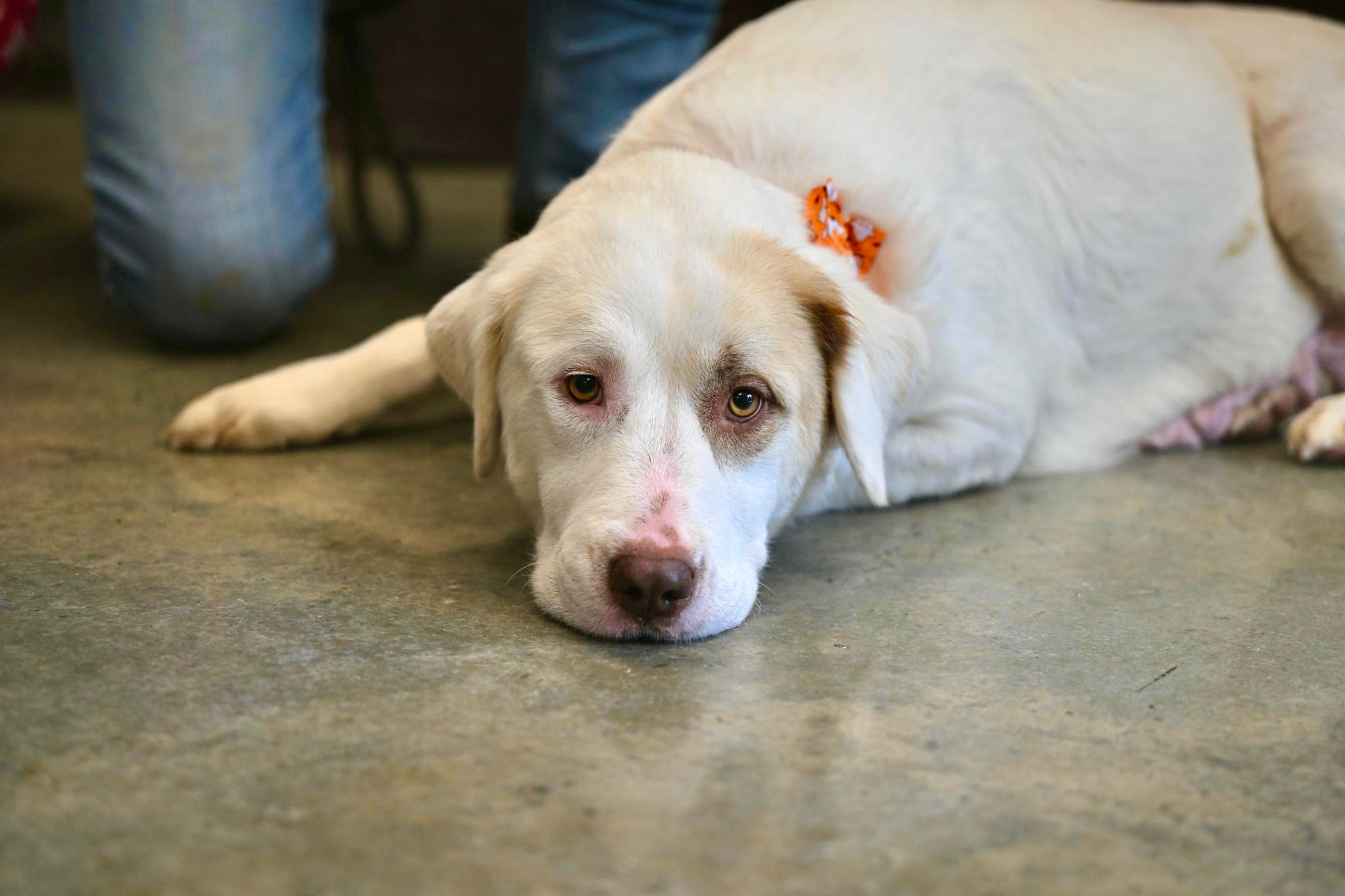 Enlarge Kelani, a Adoptable mixed breed in Hot Springs, AR image 2/2