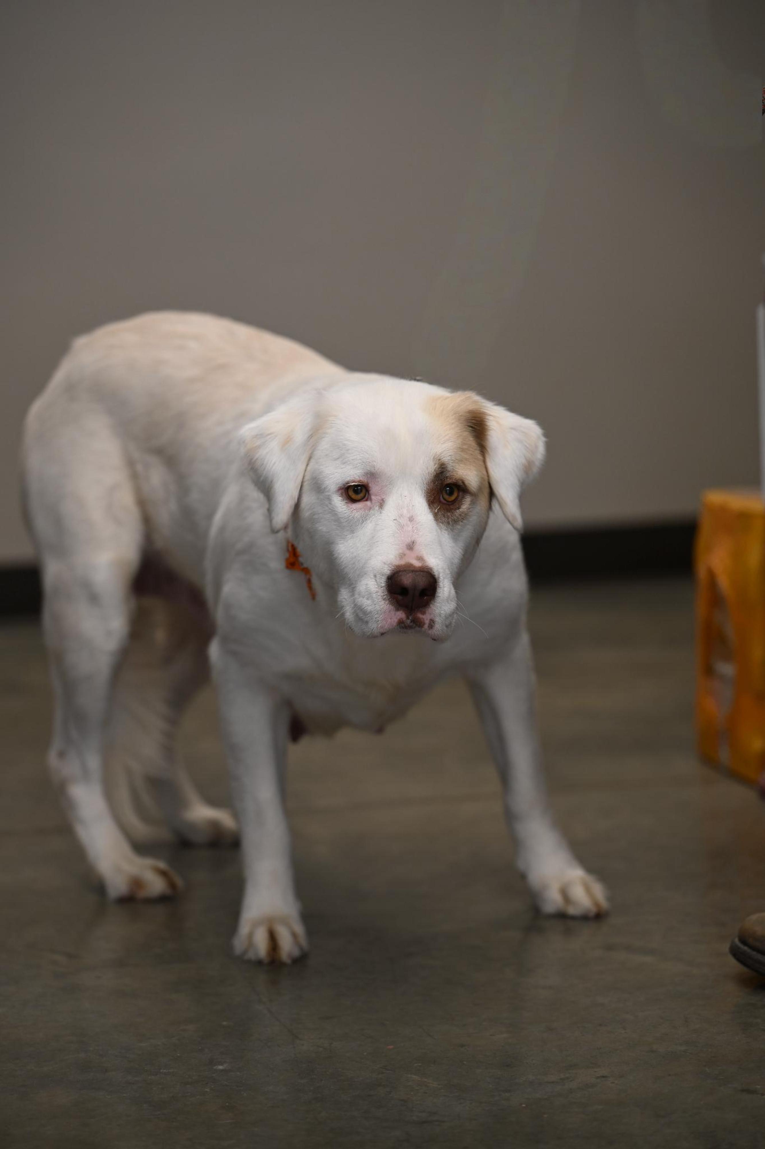 Enlarge Kelani, a Adoptable mixed breed in Hot Springs, AR image 1/2