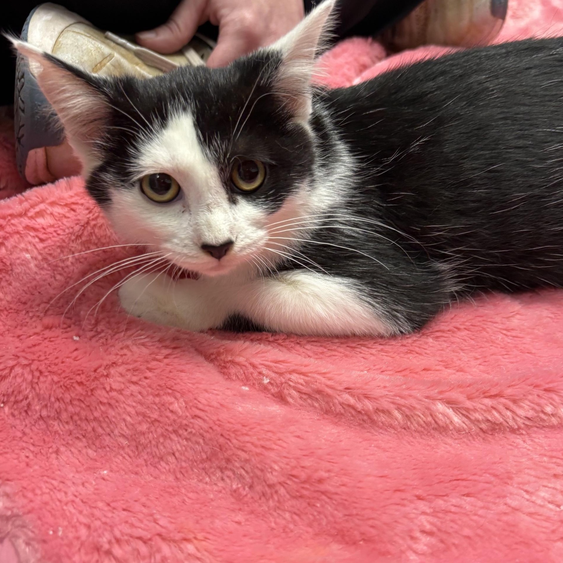 Enlarge Selene, a ADOPTABLE Domestic Short Hair in Boone, IA image 2/4