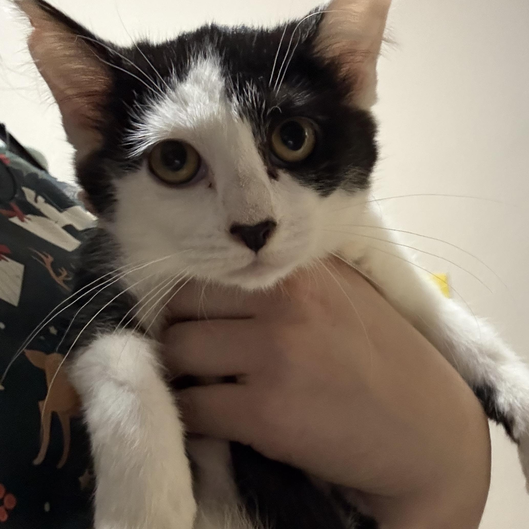 Selene, ADOPTABLE, Kitten Female Domestic Short Hair.