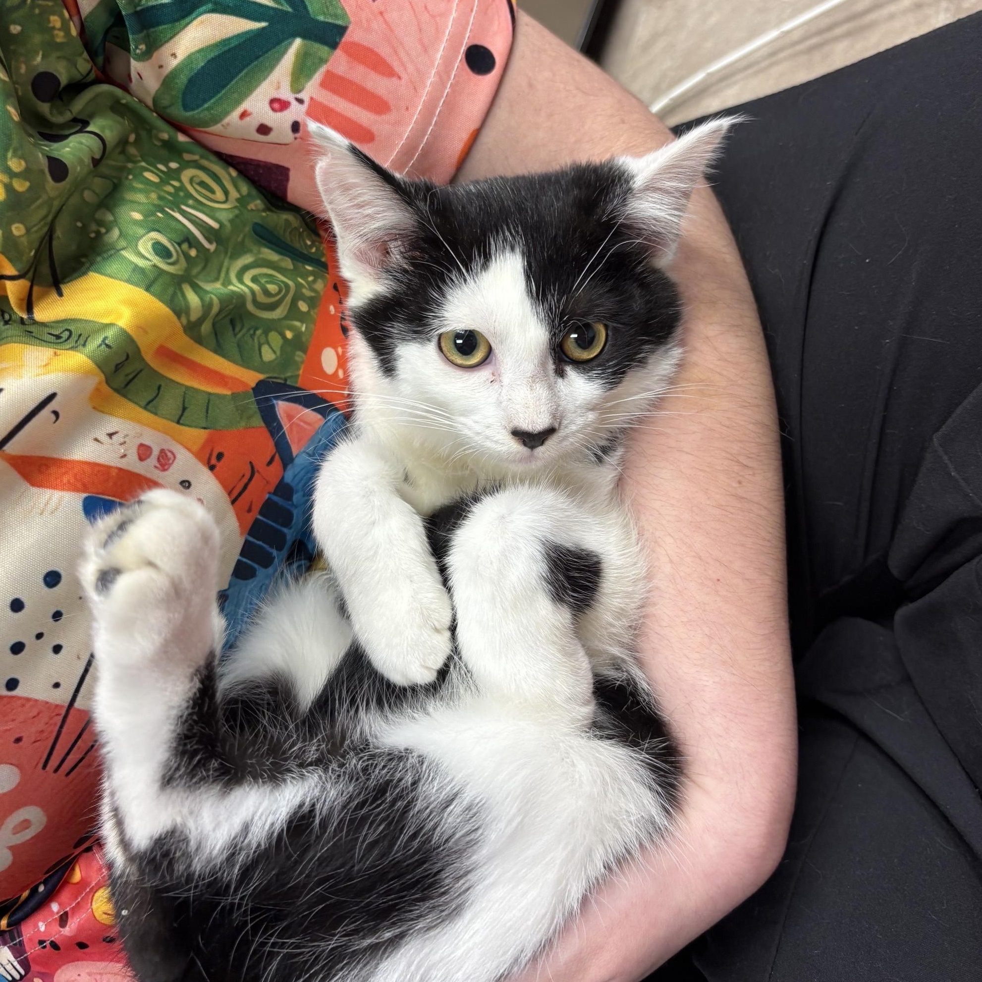 Selene, ADOPTABLE, Kitten Female Domestic Short Hair.