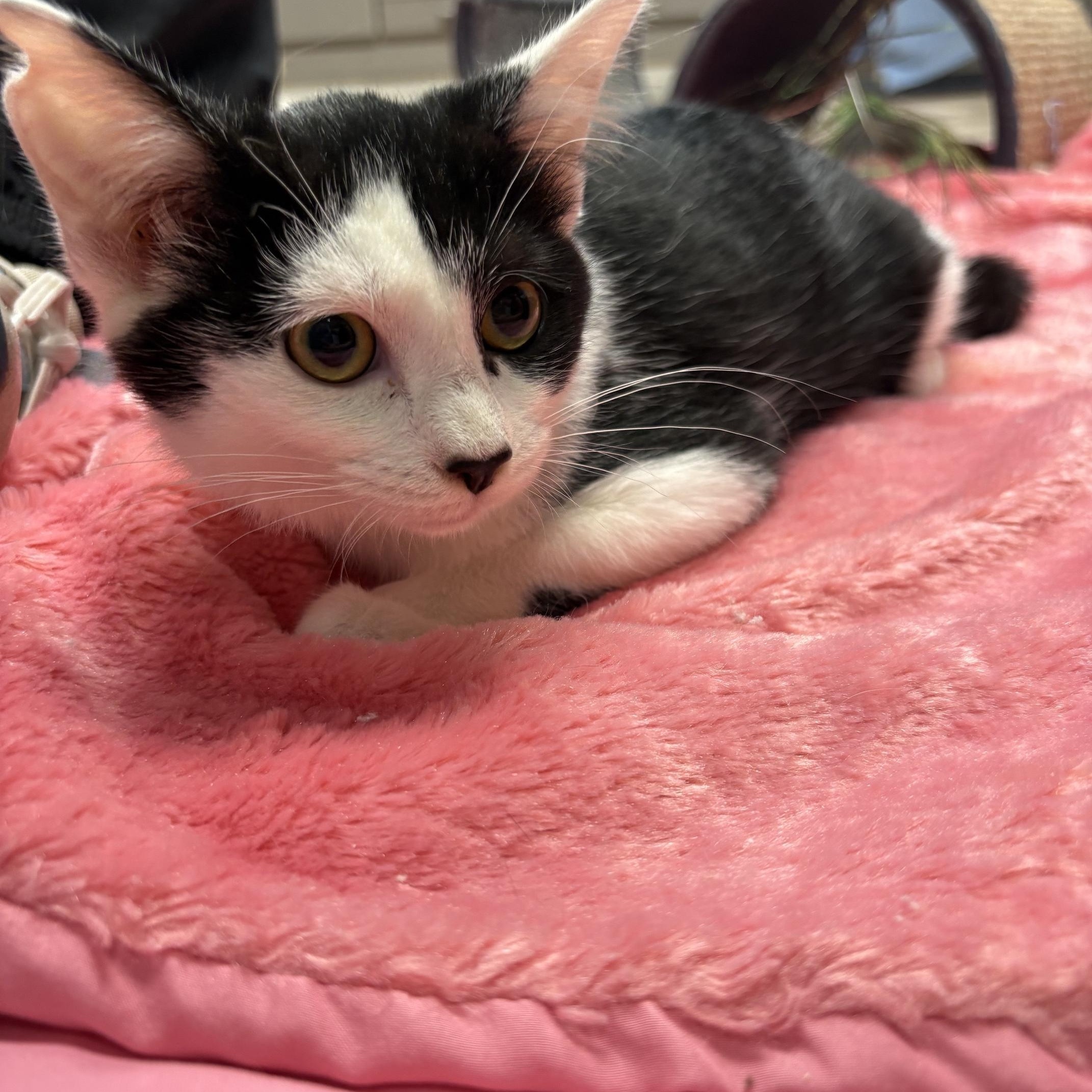 Enlarge Selene, a ADOPTABLE Domestic Short Hair in Boone, IA image 4/4
