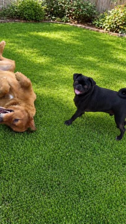 Enlarge Nico (Playful, Affectionate & Treat-Loving), a Adoptable Pug in Irvine, CA image 4/4