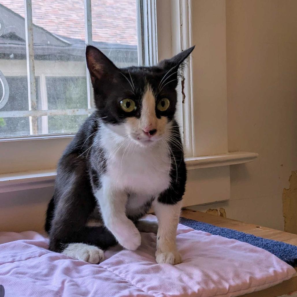 Lovejoy, a Adoptable Domestic Short Hair in Portland, OR image 2/3